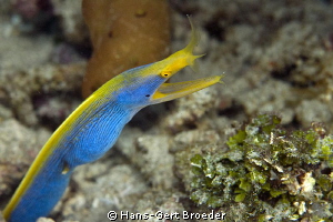 Ribbon Eel 
www.bunakenhans.com
,Bunaken,Sulawesi,Indon... by Hans-Gert Broeder 